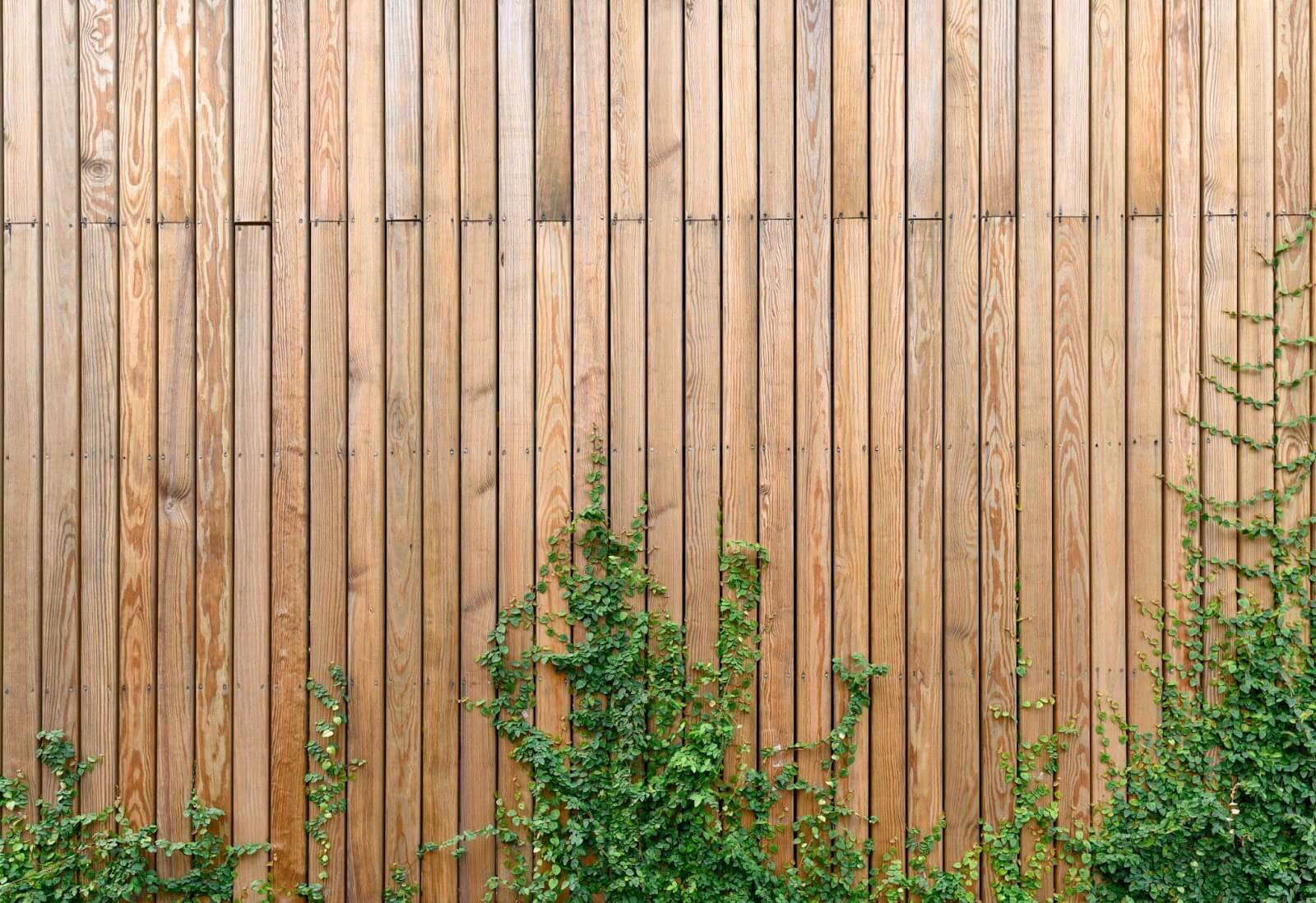 A closeup of a wooden fence with ivy growing on it.