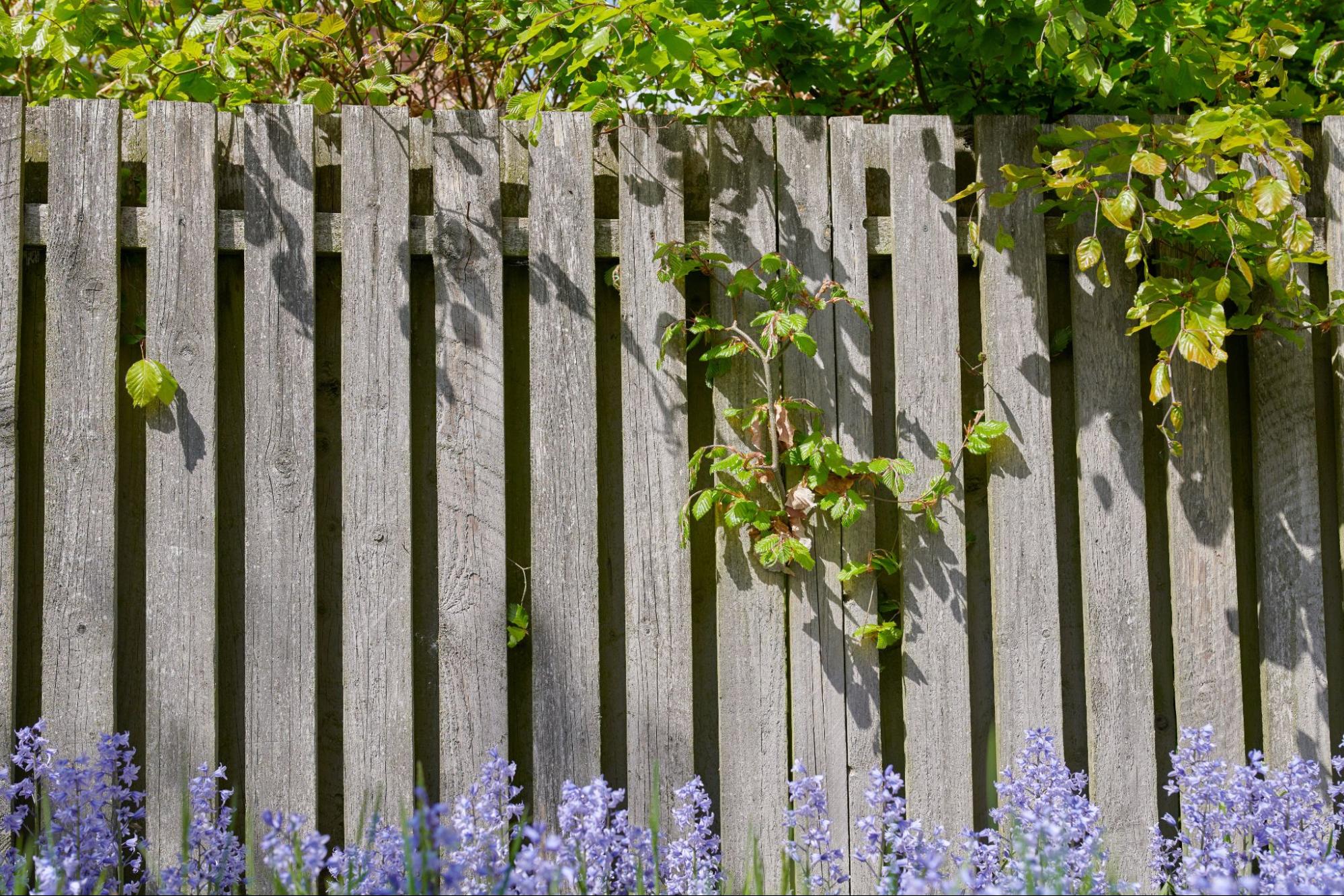 Bluebells blooming in front of a gray composite fence.